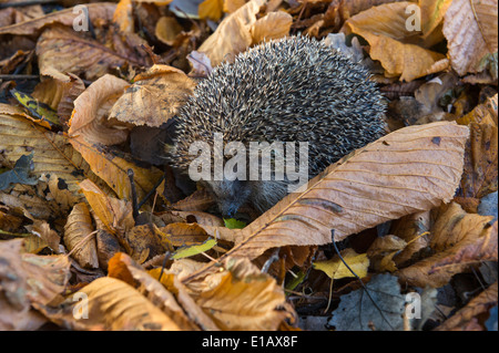 hedgehog in autumn leaves, erinaceidae, germany Stock Photo