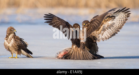 common buzzards fighting for prey, buteo buteo, germany Stock Photo