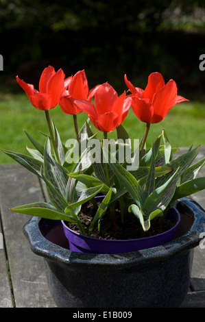 Tulips "Red Riding Hood" in floor in a pot Stock Photo