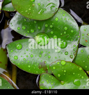 Green Lotus leaf with water drop as background Stock Photo - Alamy