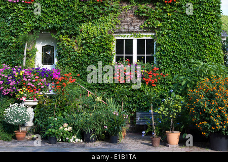 house facade overgrown with wild wine, treis-karden village, rhineland-palatinate, germany, europe Stock Photo
