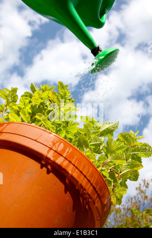 Gardener is watering a mint herb plant in the garden with a green watering can on a sunny day. Stock Photo