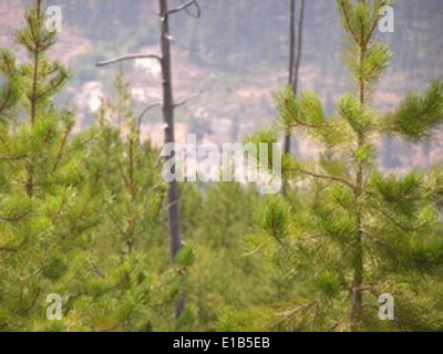 Bitterroot Ecosystem The Rockin Fire in Montana's Bitterroot National Forest produced ...