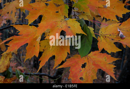 A close-up study of maple leaves in the changing colors of mid-autumn. Stock Photo