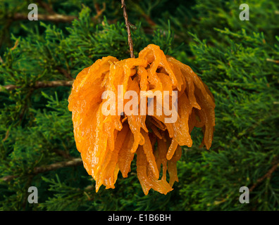 Gymnosporangium juniperi-virginianae is a plant pathogen that causes cedar-apple rust. In virtually any location where apples or crabapples (Malus) and Eastern red-cedar (Juniperus virginiana) coexist, cedar apple rust can be a destructive or disfiguring disease on both the apples and cedars Stock Photo