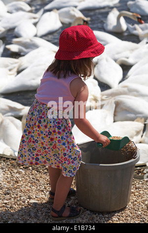 Young girl with scoop and bucket feeding the mute swans, Cygnus olor, at Abbotsbury Swannery, Dorset, England UK in May Stock Photo