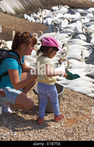 Young girl with mum with bucket and scoop feeding the mute swans, Cygnus olor, at Abbotsbury Swannery, Dorset, England UK in May Stock Photo