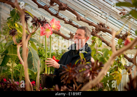 A look behind the scenes of Arundel Castle as they prepare to open to the public after winter. Work in the greenhouse. Stock Photo