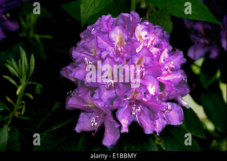 Rhododendron Hybride 'Jacksonii', Blume, Flower, Stock Photo