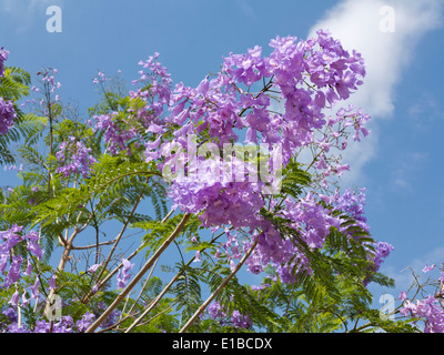 Close shot of a Blue Jacaranda tree in flower against a blue sky Stock Photo