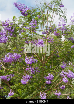 Close shot of a Blue Jacaranda tree in flower against a blue sky Stock Photo