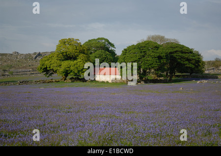 Bluebells in a field with Barn and trees in background Stock Photo