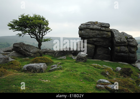 Tree & Rocks on top of Tor on Dartmoor Stock Photo