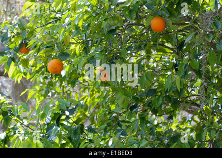 Orange Tree Stock Photo