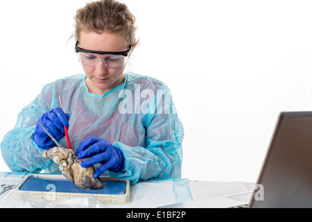 Anatomy Class Dissection, Female Medical Student Stock Photo - Alamy