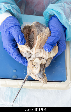 Closeup of the gloved hands of an anatomy student holding a dissected sheep heart with an opening into the ventricle Stock Photo