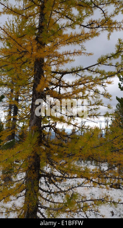 Lake Como in the Bitterroot National Forest was a site of development ...