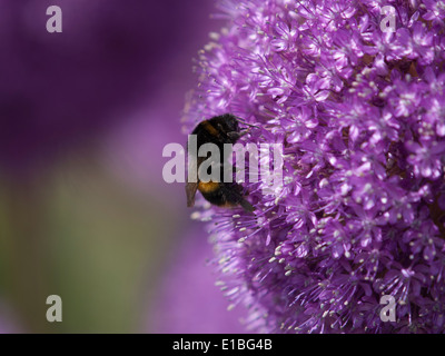 Alliums Stock Photo
