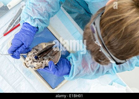 Anatomy Class Dissection, Female Medical Student Stock Photo - Alamy