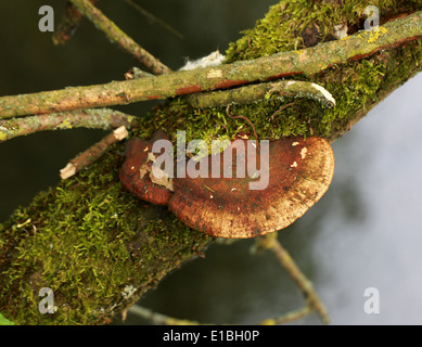 Blushing Bracket Fungus, Daedaleopsis confragosa, Polyporaceae, on Living Willow Tree. Stock Photo