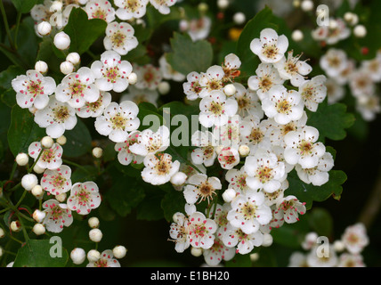 Common Hawthorn Tree in Flower, Crataegus monogyna, Rosaceae Stock Photo