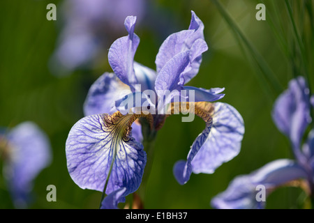 Iris robusta 'Gerald Darby' in the RBC Waterscape Garden at the RHS Chelsea Flower Show 2014, London UK Stock Photo