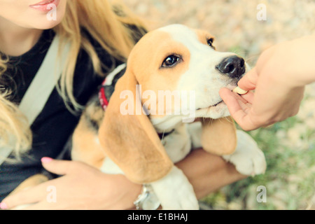 beagle puppy dog eating from hand in woman's arms Stock Photo