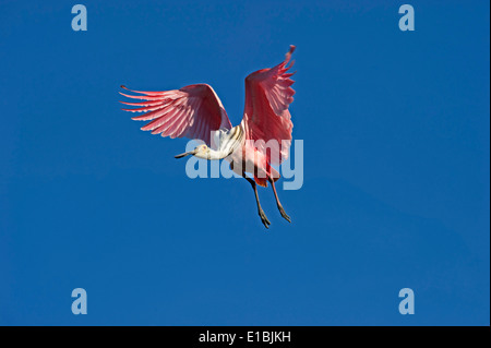 Roseate Spoonbill Platalea ajaja coming in to land Sanibel Florida USA Stock Photo