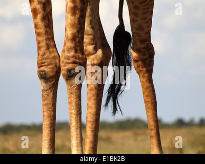 Giraffe knees Stock Photo: 31877874 - Alamy