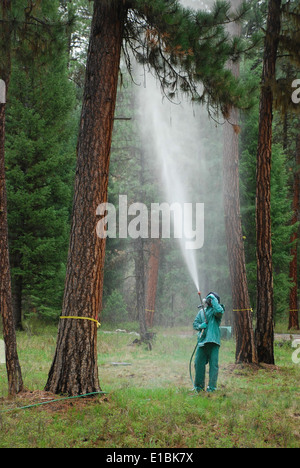 mountain pine beetle treatments Stock Photo