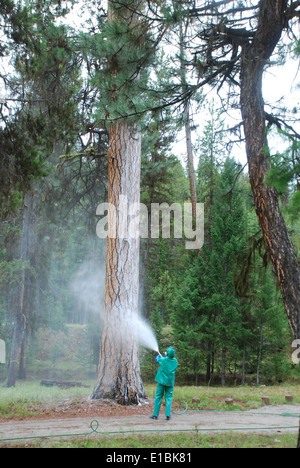 mountain pine beetle treatments Stock Photo