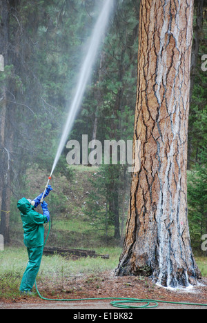 mountain pine beetle treatments Stock Photo