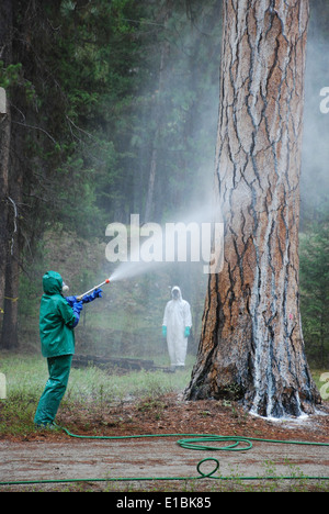 mountain pine beetle treatments Stock Photo