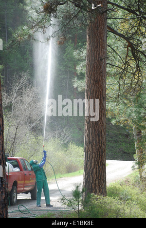 mountain pine beetle treatments Stock Photo