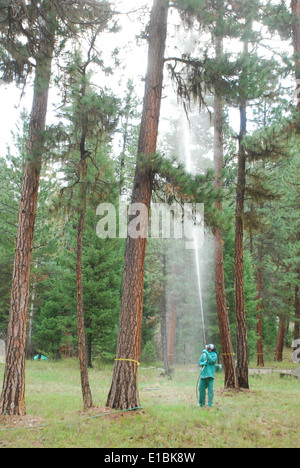 mountain pine beetle treatments Stock Photo