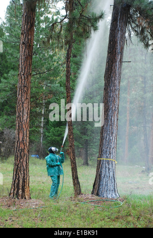 mountain pine beetle treatments Stock Photo