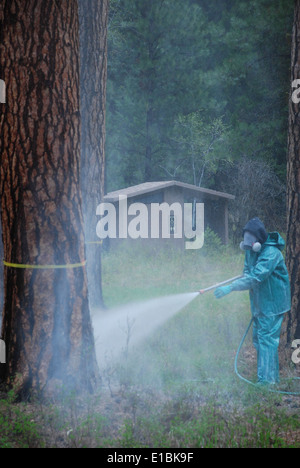 mountain pine beetle treatments Stock Photo