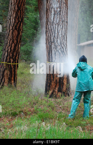 mountain pine beetle treatments Stock Photo