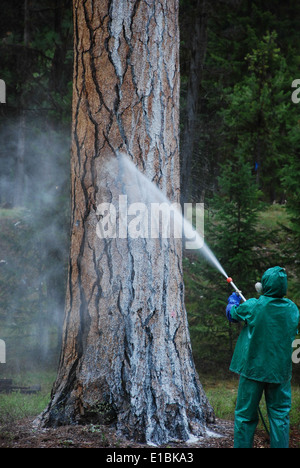 mountain pine beetle treatments Stock Photo