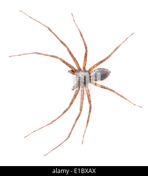 Philodromus aureolus - male Stock Photo