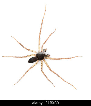 Philodromus dispar - male Stock Photo