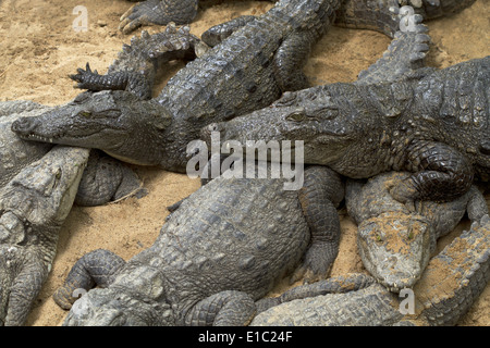 Mugger or marsh crocodiles, Crocodylus palustris at the Madras Crocodile Bank Trust, Mammalapuram, Tamil Nadu, India Stock Photo