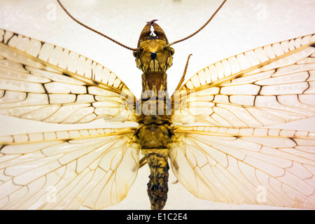 Carnegie museum of natural history in Pittsburgh PA Stock Photo