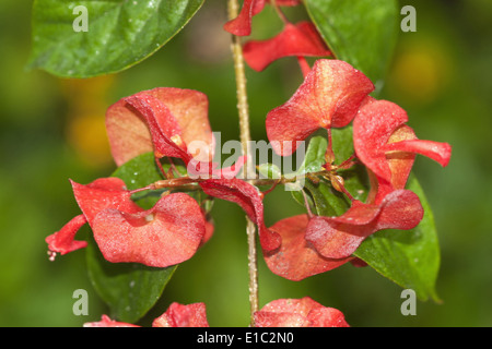 holmskioldia sanguinea, Chinese hat plant, cup-and-saucer-plant or mandarin's hat flowers, Goa, India Stock Photo