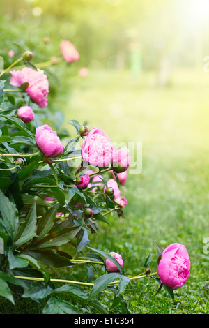 beautiful blooming peonies in the garden on a sunny day Stock Photo