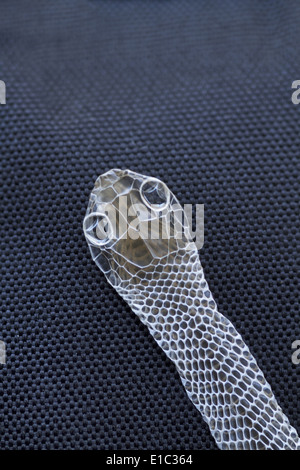 Moulted or shed skin of a Bronzeback Tree Snake, India Stock Photo