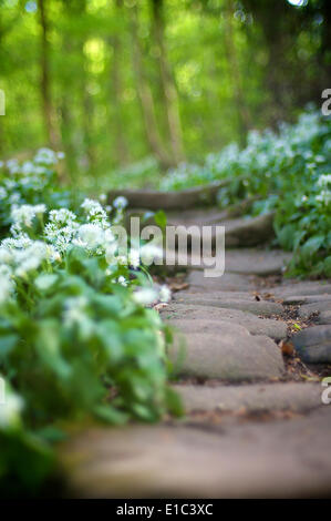 Wild garlic growing by the side of old stone steps in woodland Stock Photo