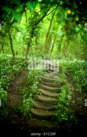 Ancient stone steps in woodland area of England Stock Photo