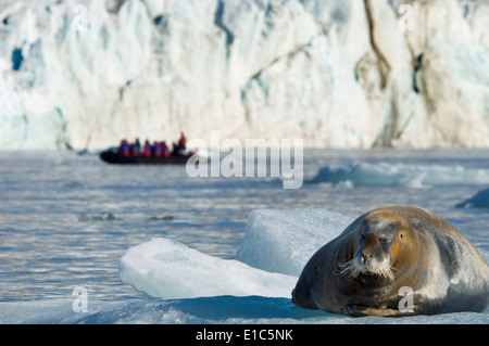A large bearded seal on the ice, and a zodiac inflatable boat full of passengers on the water. Stock Photo