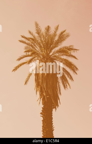 A date palm tree in low sunlight, against a pink sky. Stock Photo